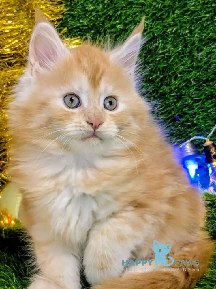 Sakura Maine Coon female red silver tabby live animals