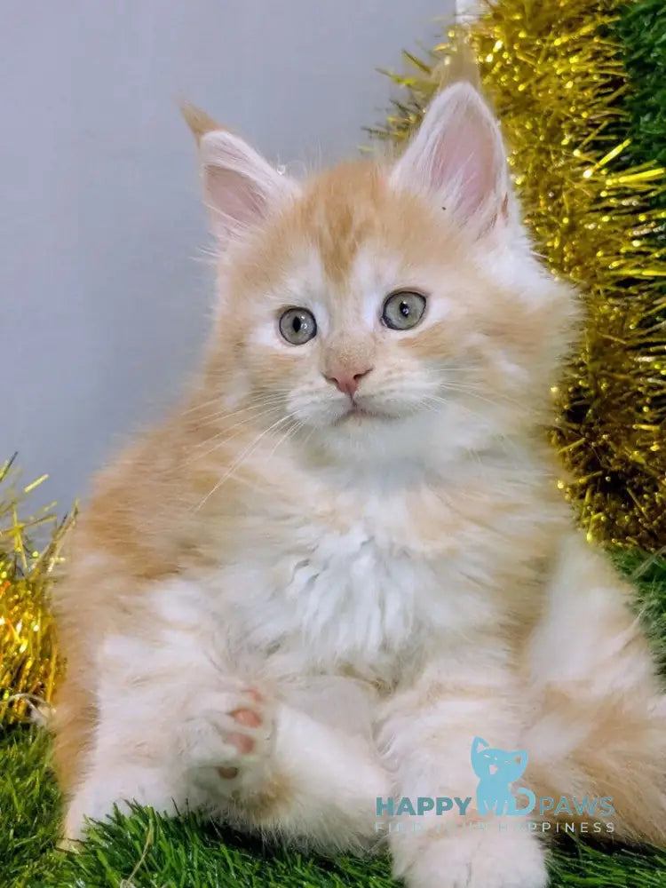 Sakura Maine Coon female red silver tabby live animals