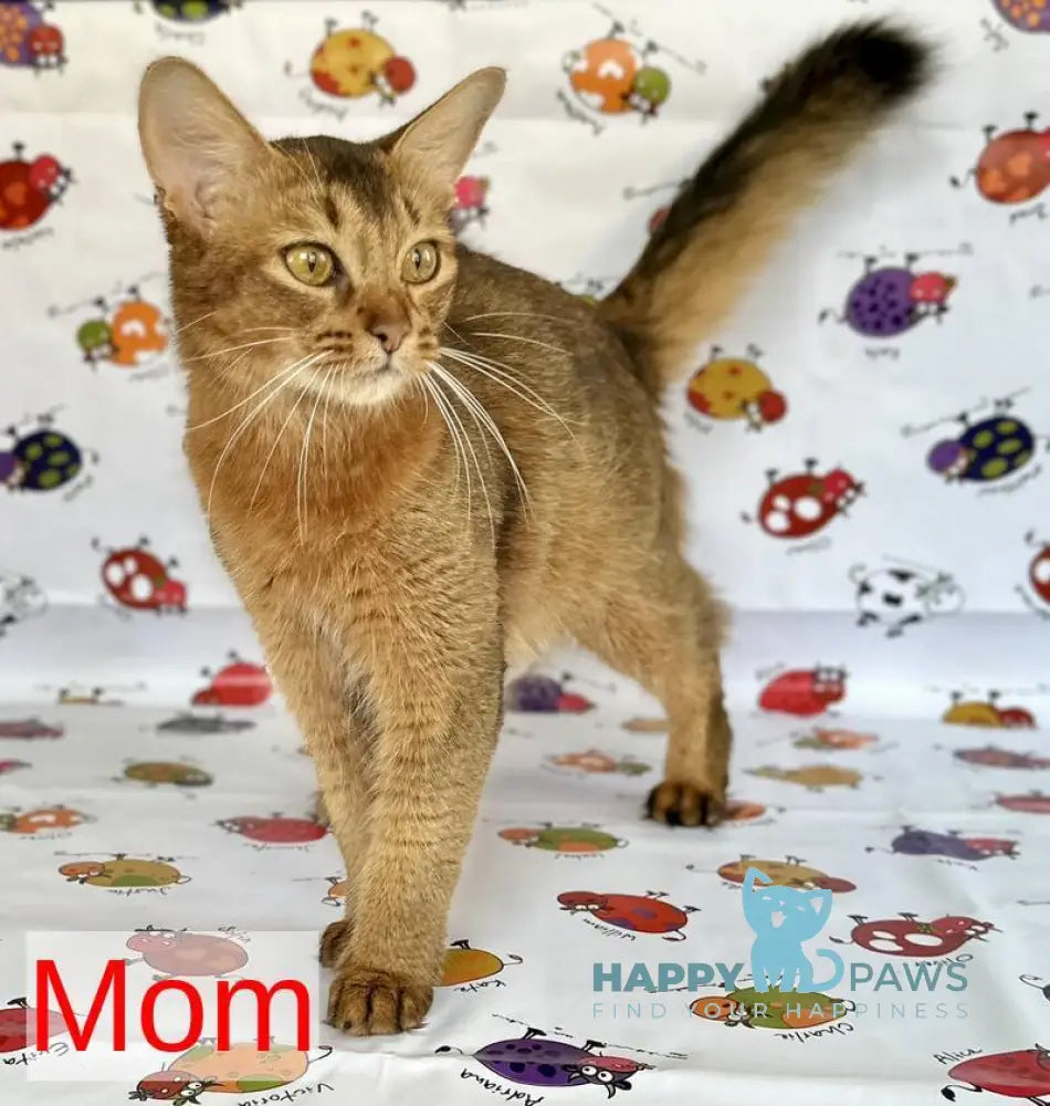 Sakura Somali female sorrel live animals