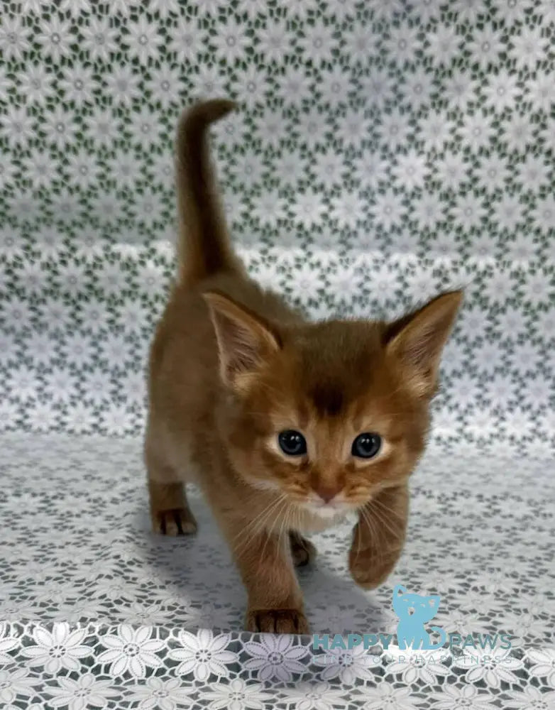 Sakura Somali female sorrel live animals