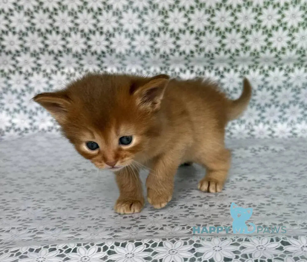 Sakura Somali female sorrel live animals