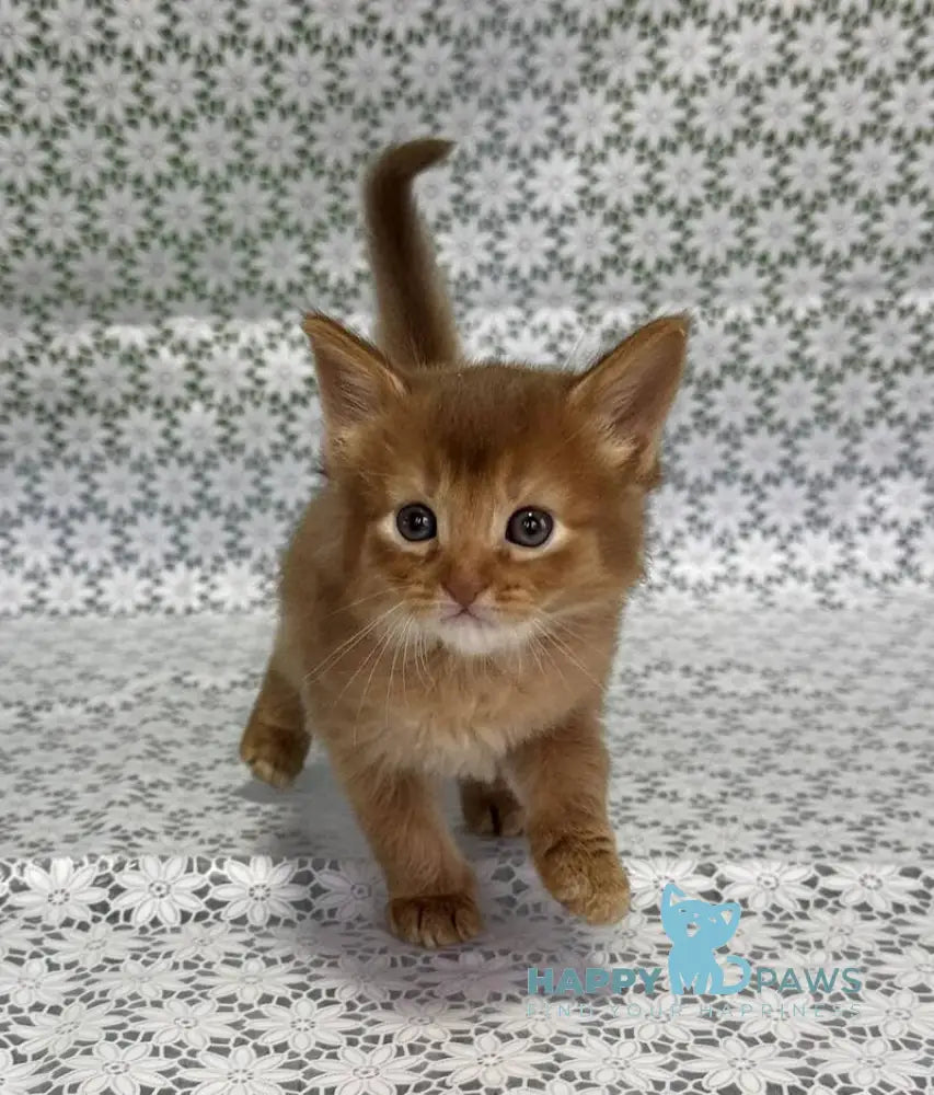 Sakura Somali female sorrel live animals