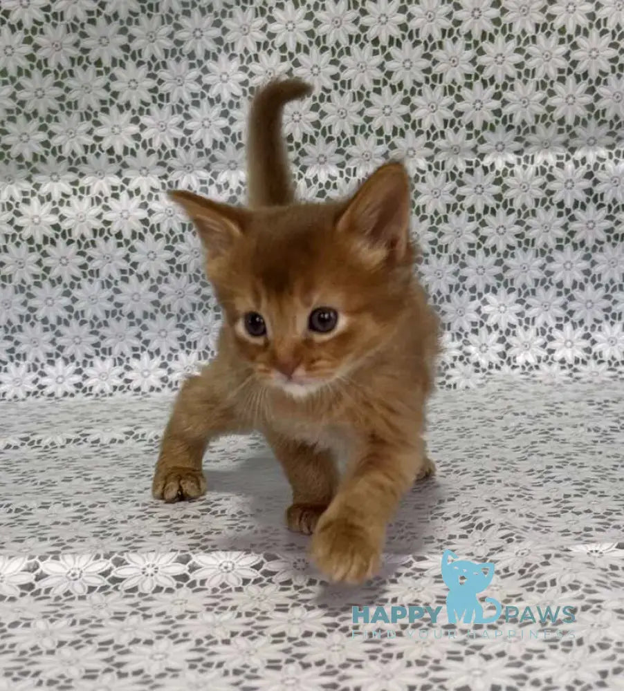 Sakura Somali female sorrel live animals