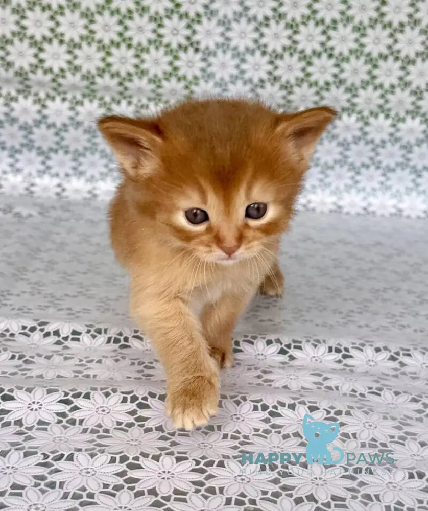 Sakura Somali female sorrel live animals