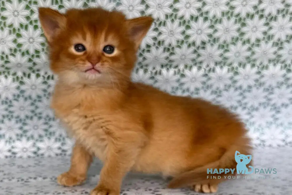 Sakura Somali female sorrel live animals