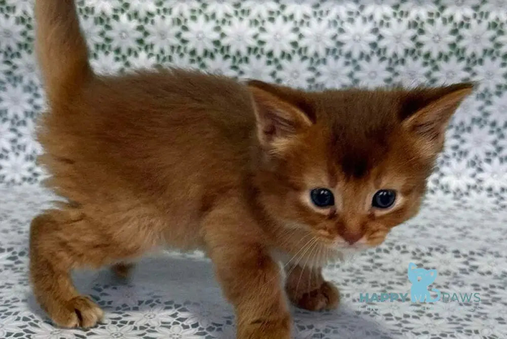 Sakura Somali female sorrel live animals