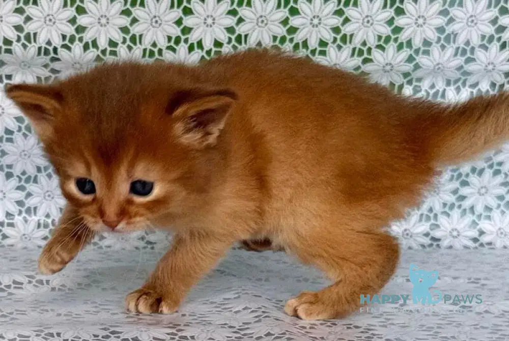 Sakura Somali female sorrel live animals