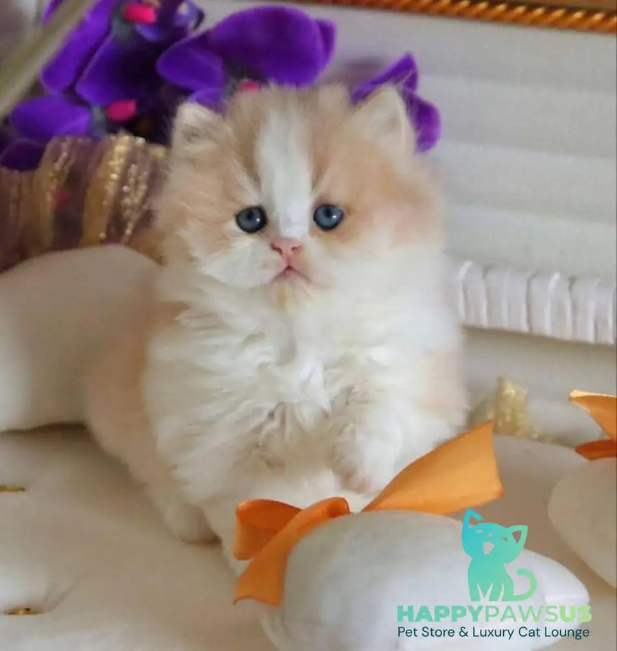 Salem British Longhair male fawn bicolour - live animals