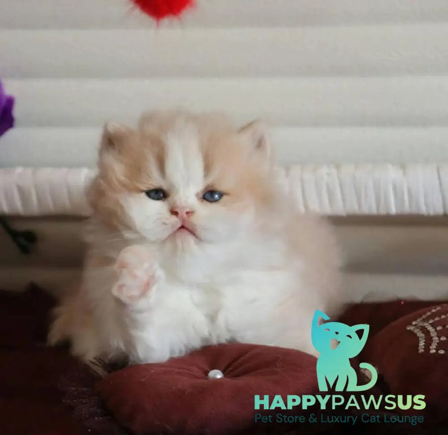 Salem British Longhair male fawn bicolour - live animals
