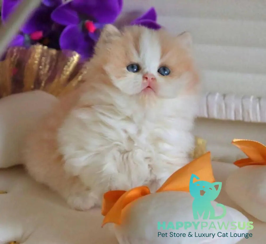 Salem British Longhair male fawn bicolour - live animals