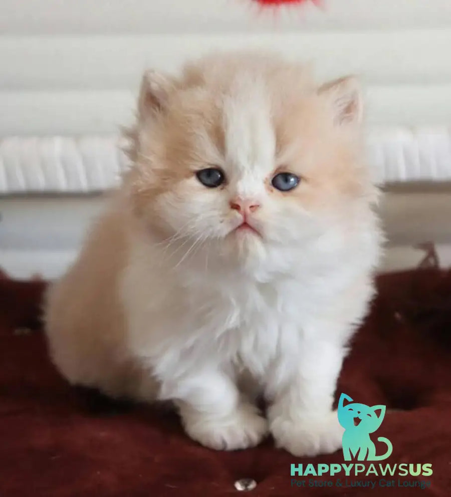 Salem British Longhair male fawn bicolour - live animals
