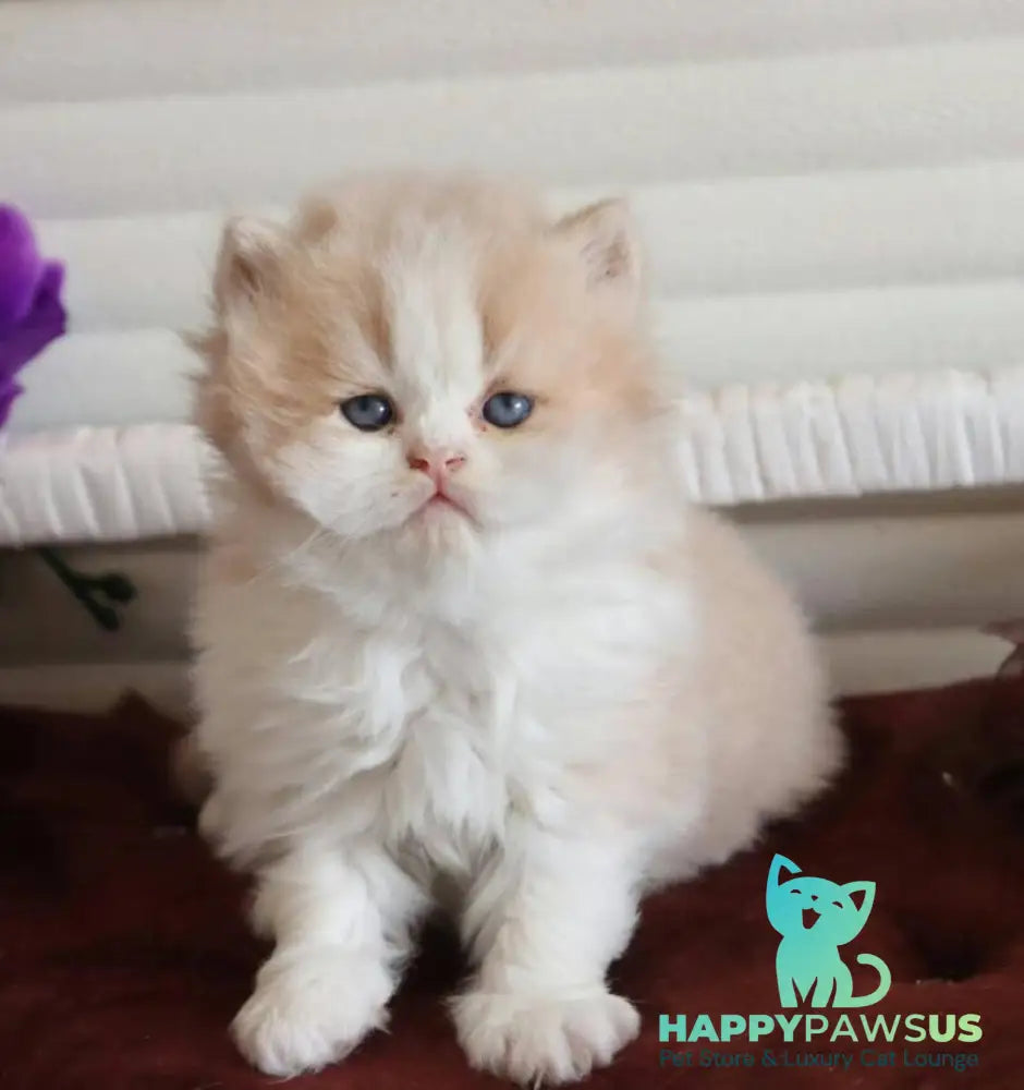 Salem British Longhair male fawn bicolour - live animals