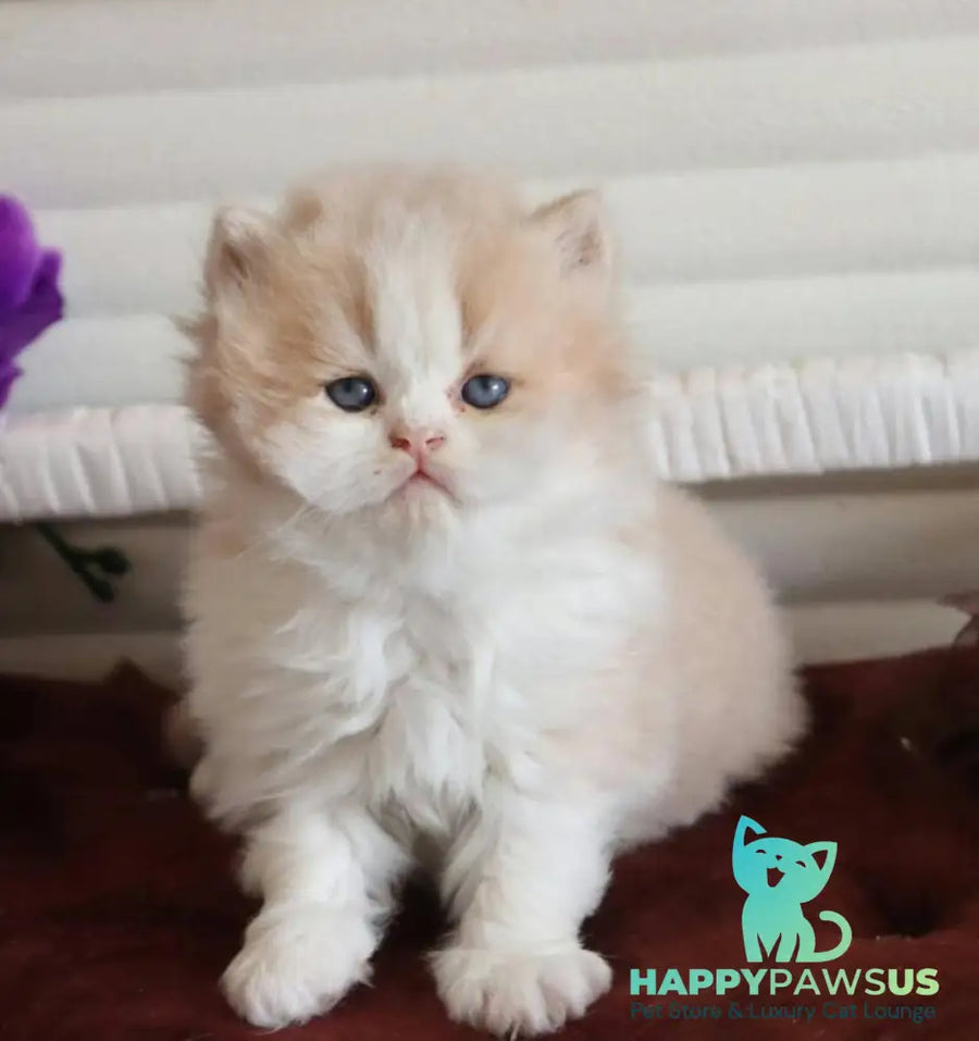 Salem British Longhair male fawn bicolour - live animals