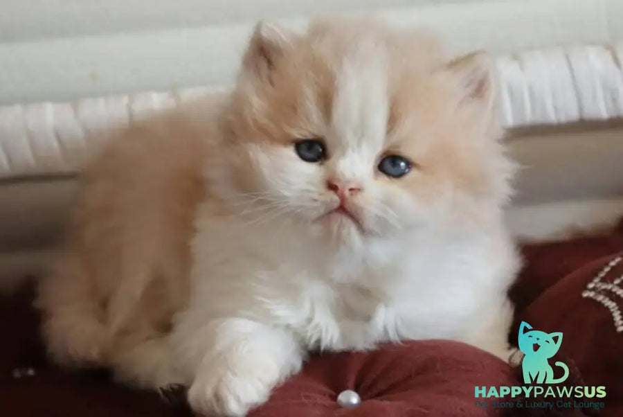 Salem British Longhair male fawn bicolour - live animals