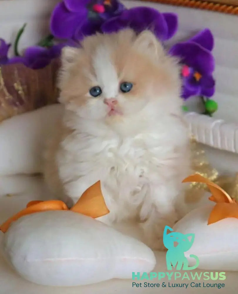 Salem British Longhair male fawn bicolour - live animals