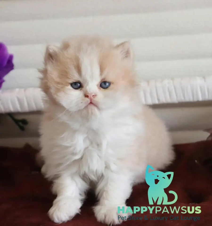 Salem British Longhair male fawn bicolour - live animals