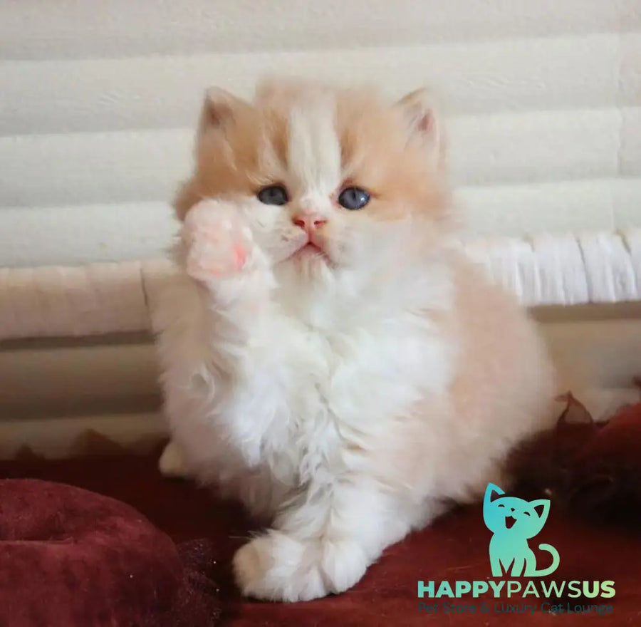Salem British Longhair male fawn bicolour - live animals