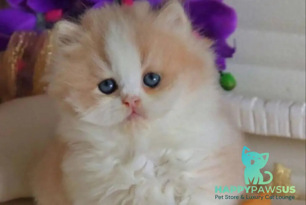 Salem British Longhair male fawn bicolour - live animals