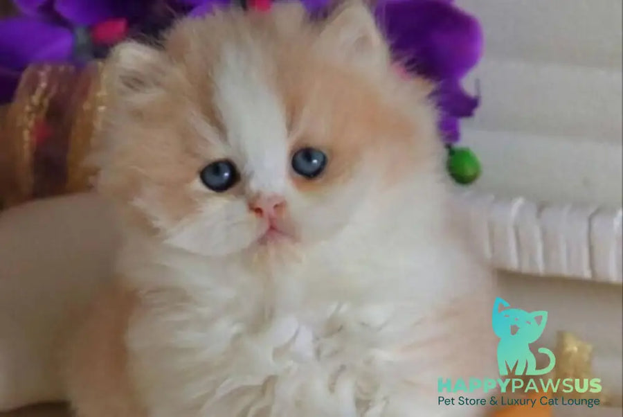 Salem British Longhair male fawn bicolour - live animals