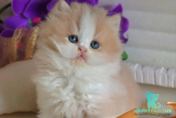 Salem British Longhair male fawn bicolour - live animals