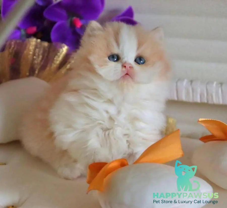 Salem British Longhair male fawn bicolour - live animals