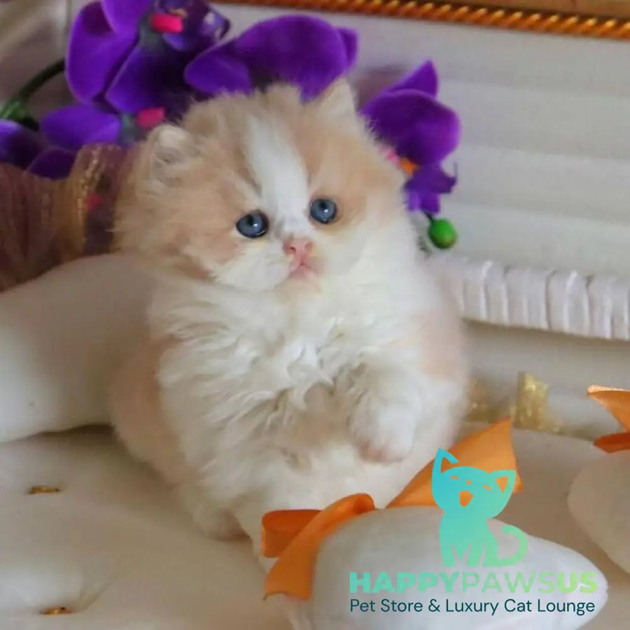 Salem British Longhair male fawn bicolour - live animals