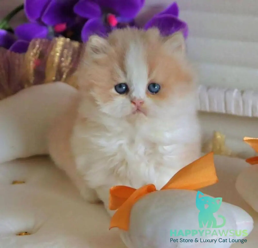 Salem British Longhair male fawn bicolour - live animals