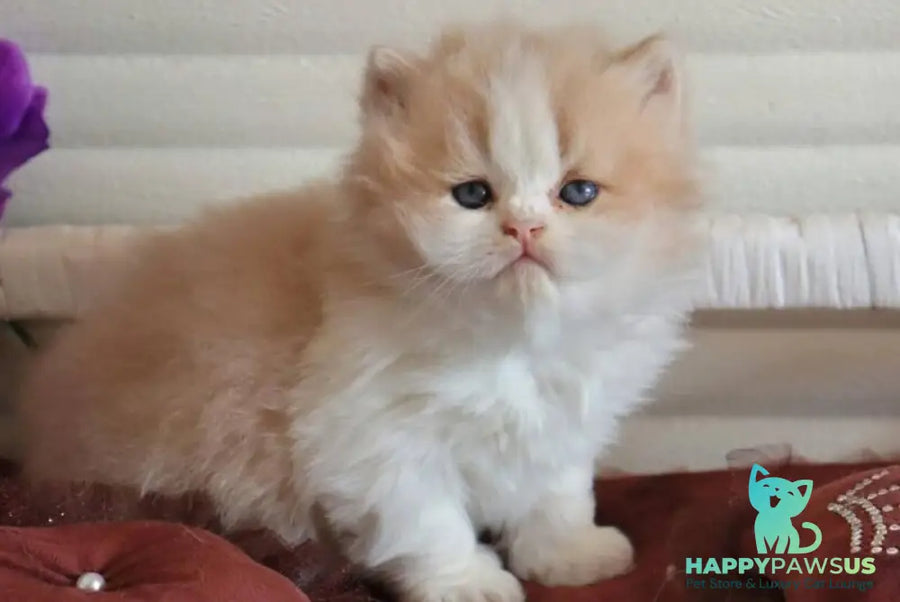 Salem British Longhair male fawn bicolour - live animals