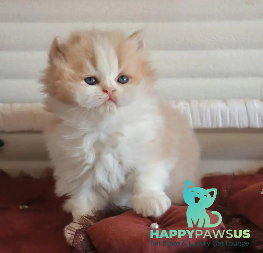 Salem British Longhair male fawn bicolour - live animals