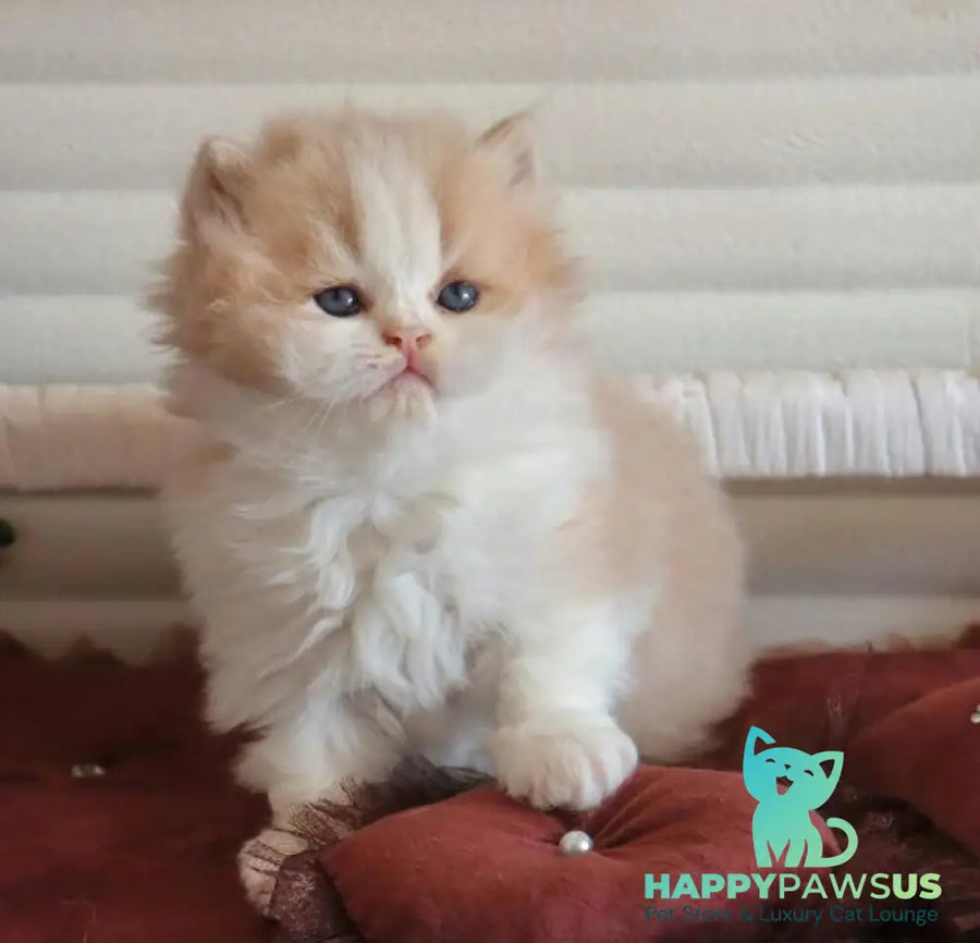 Salem British Longhair male fawn bicolour - live animals