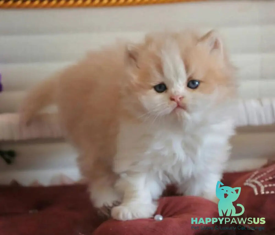 Salem British Longhair male fawn bicolour - live animals