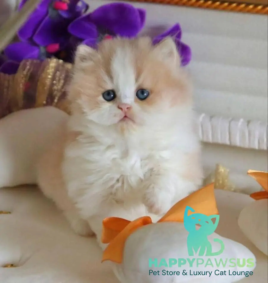 Salem British Longhair male fawn bicolour - live animals