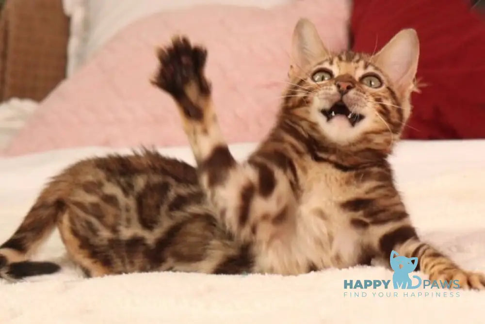 Sally Bengal female black spotted tabby live animals