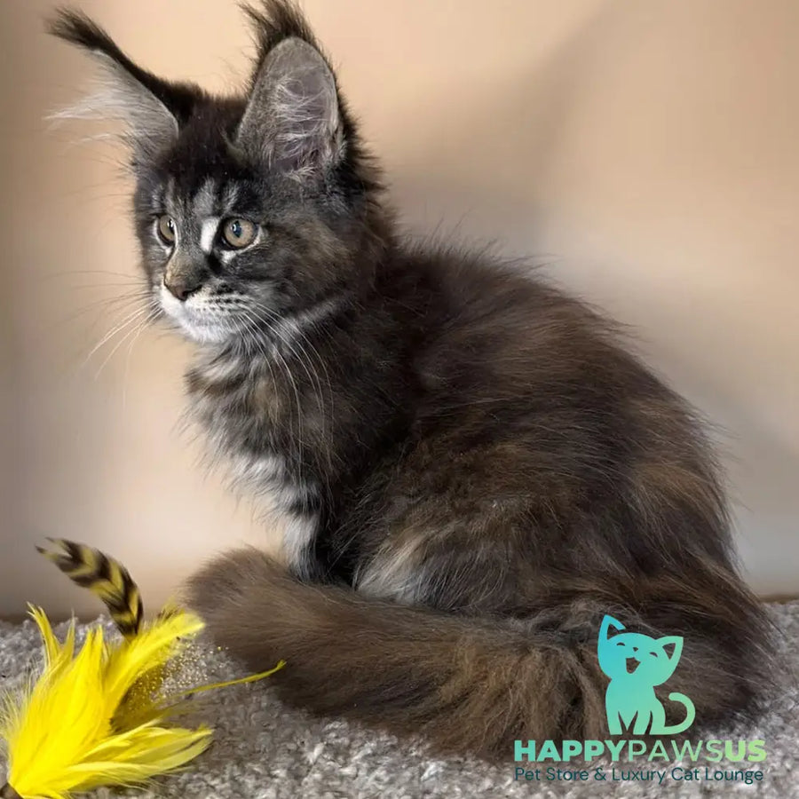 Sally Maine Coon female black tortie tabby - live animals