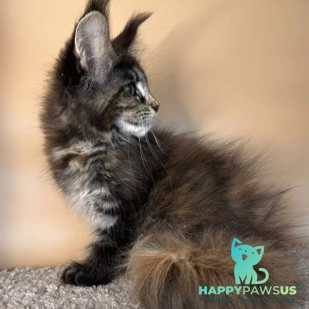 Sally Maine Coon female black tortie tabby - live animals