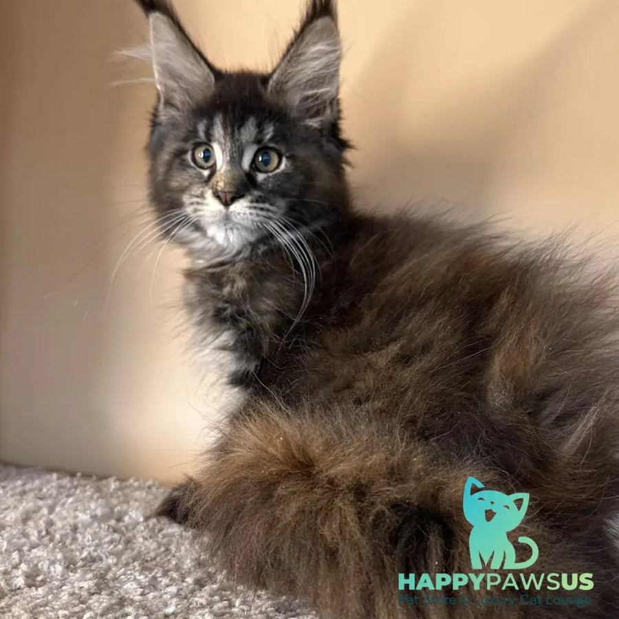 Sally Maine Coon female black tortie tabby - live animals