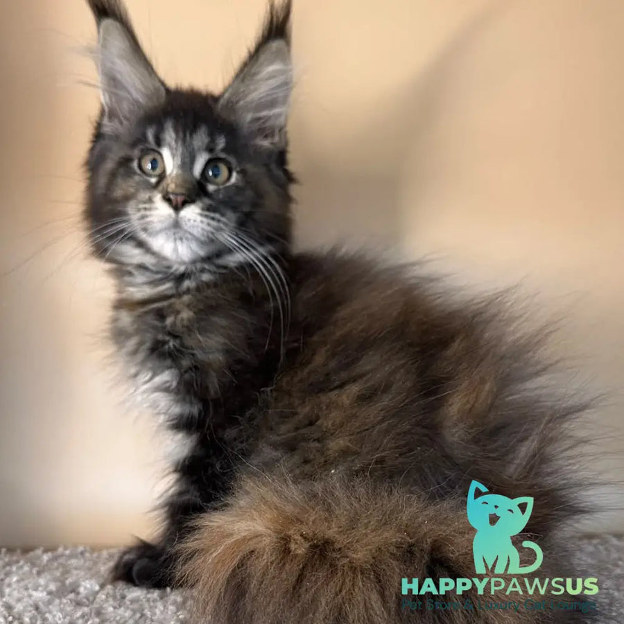 Sally Maine Coon female black tortie tabby - live animals