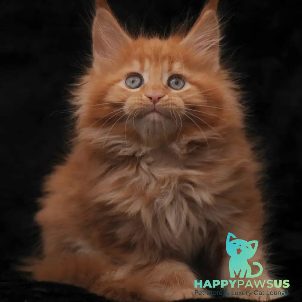Sally Maine Coon female red - live animals