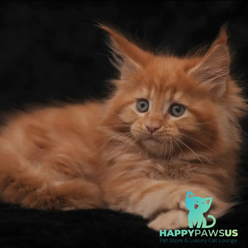 Sally Maine Coon female red - live animals