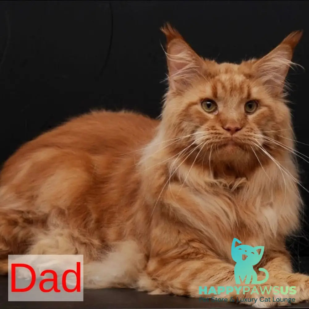 Sally Maine Coon female red - live animals