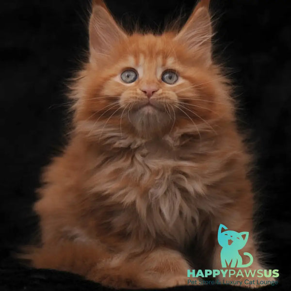 Sally Maine Coon female red - live animals