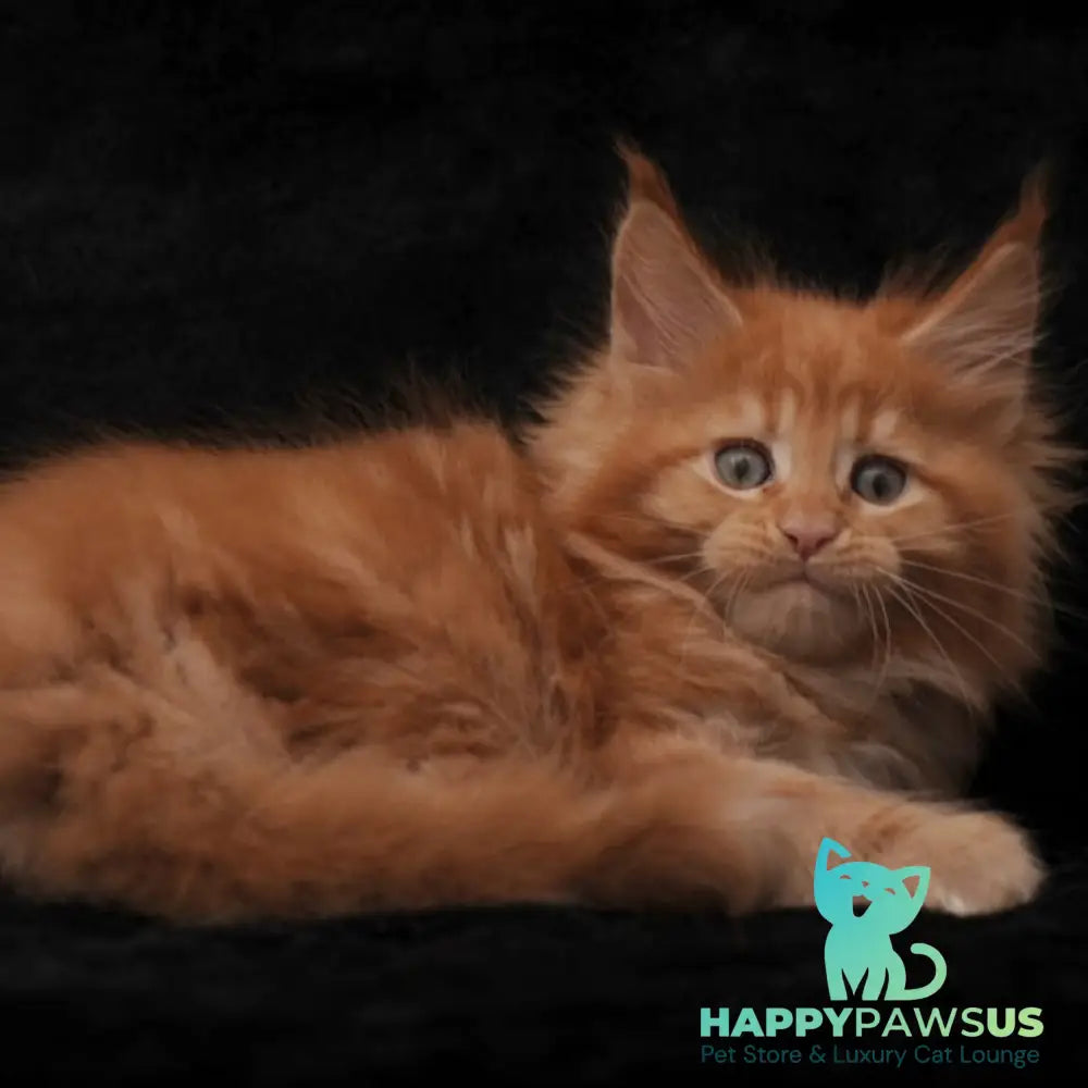 Sally Maine Coon female red - live animals