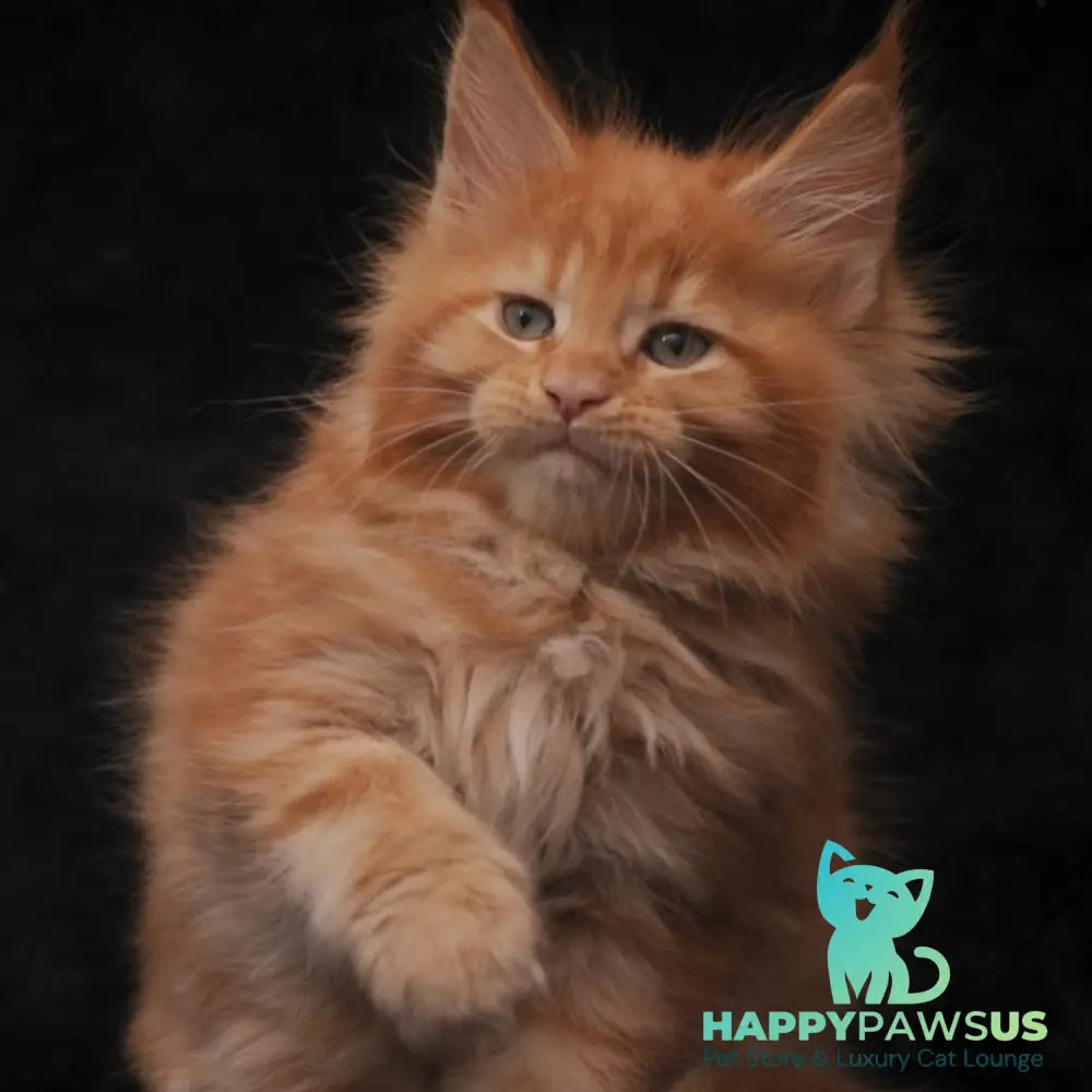 Sally Maine Coon female red - live animals
