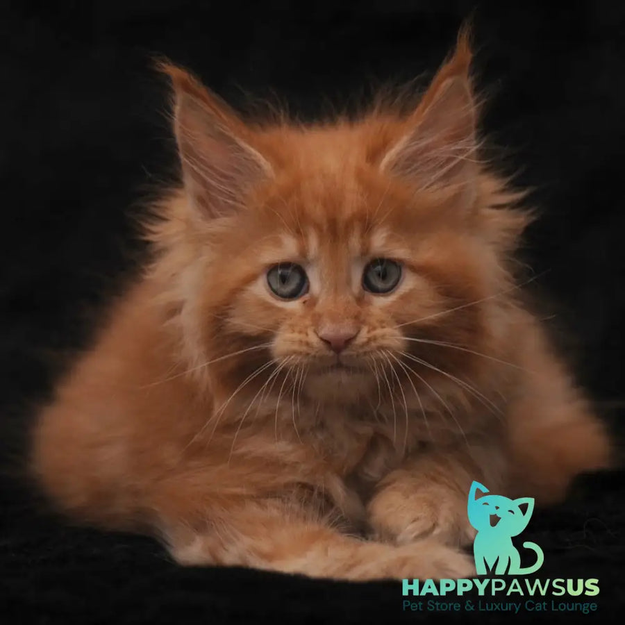 Sally Maine Coon female red - live animals