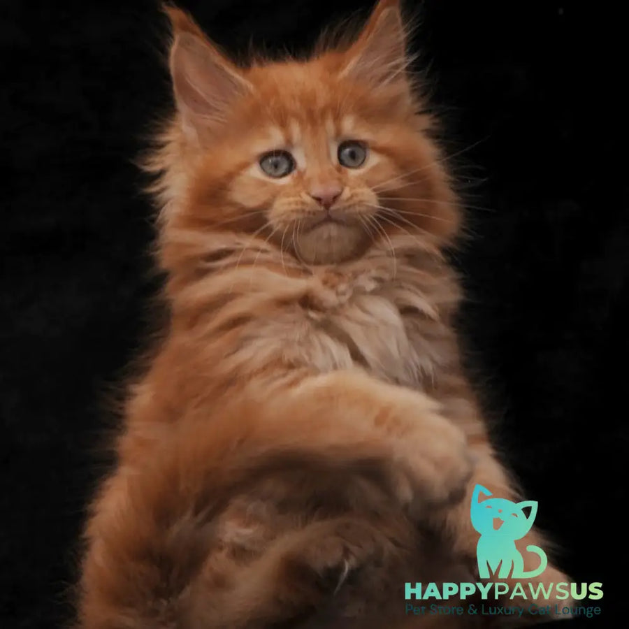 Sally Maine Coon female red - live animals