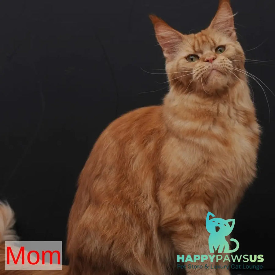 Sally Maine Coon female red - live animals