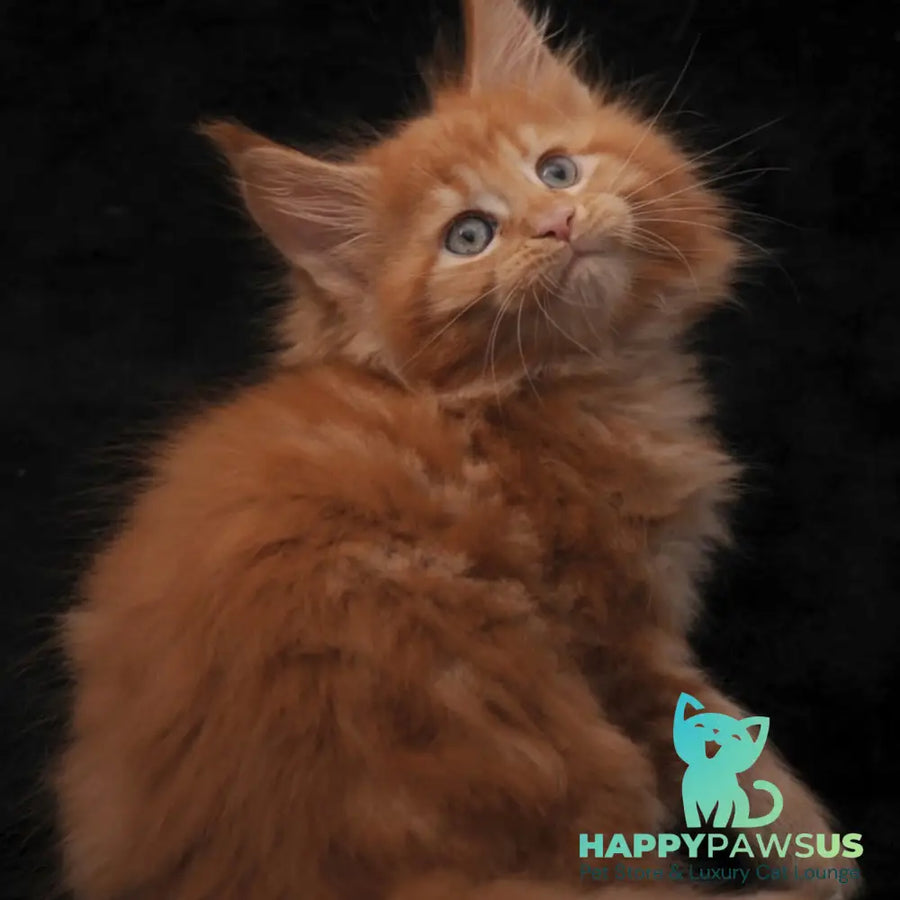 Sally Maine Coon female red - live animals