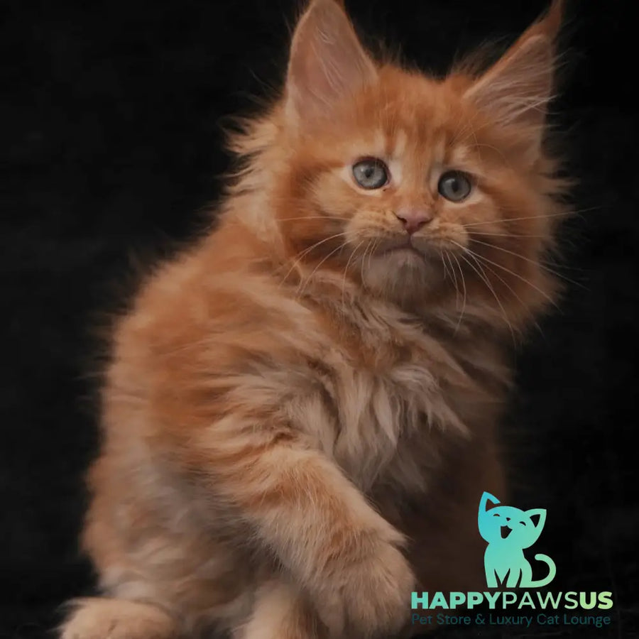 Sally Maine Coon female red - live animals