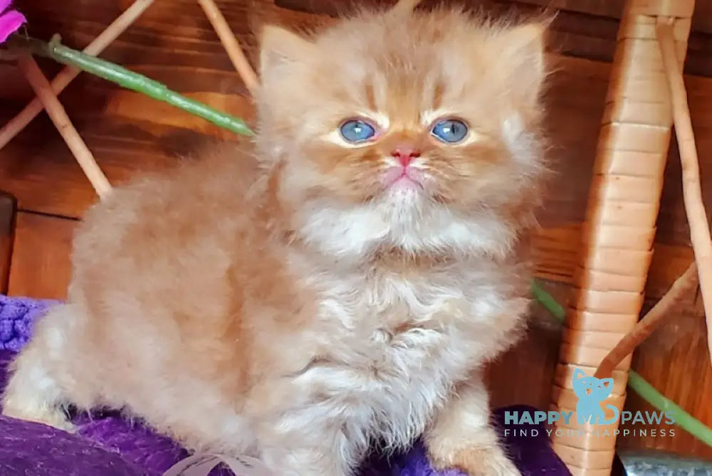 Salsa British Longhair female cinnamon ticked tabby live animals