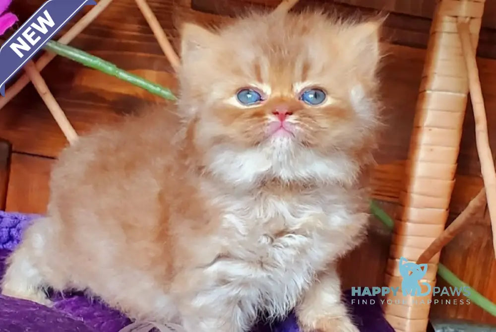 Salsa British Longhair female cinnamon ticked tabby live animals